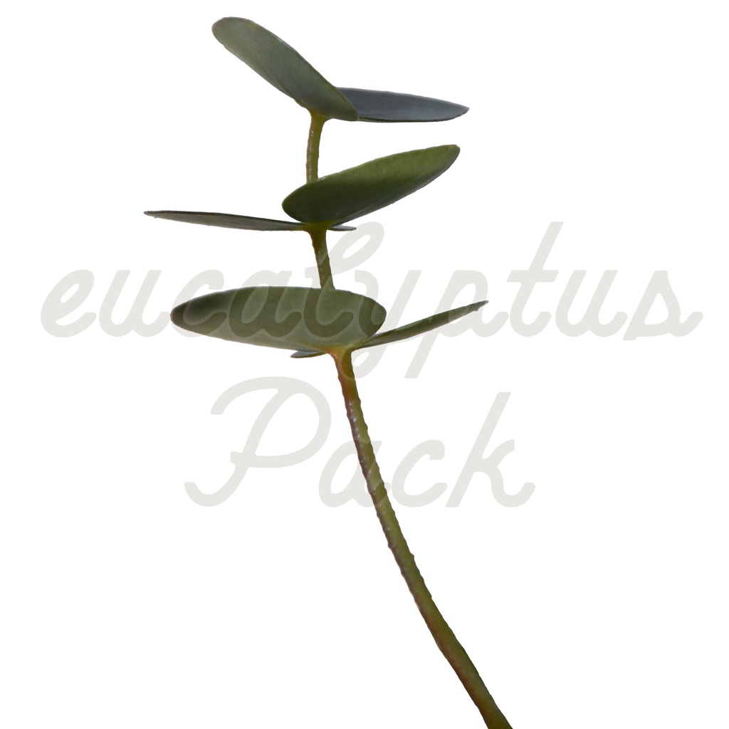 【ユーカリ】eucalyptus Pack【切り抜き素材】
