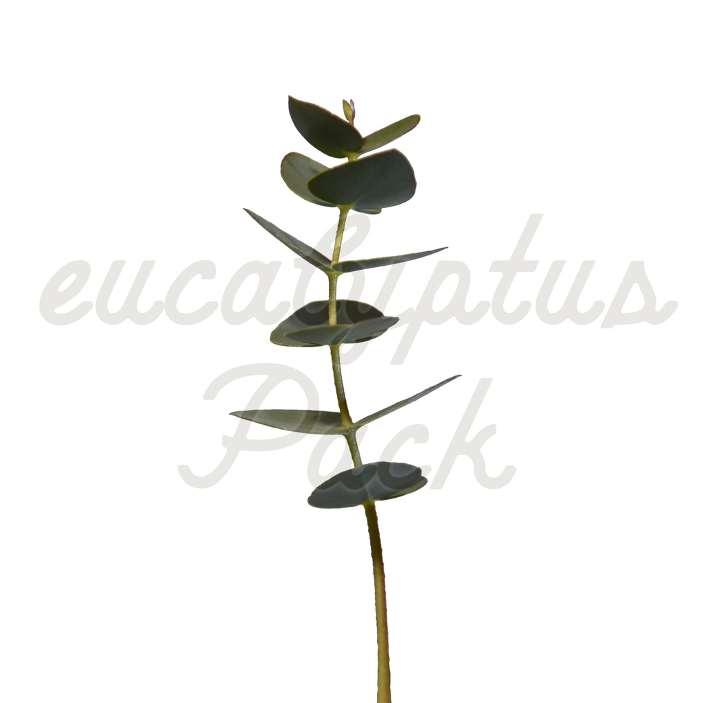 【ユーカリ】eucalyptus Pack【切り抜き素材】