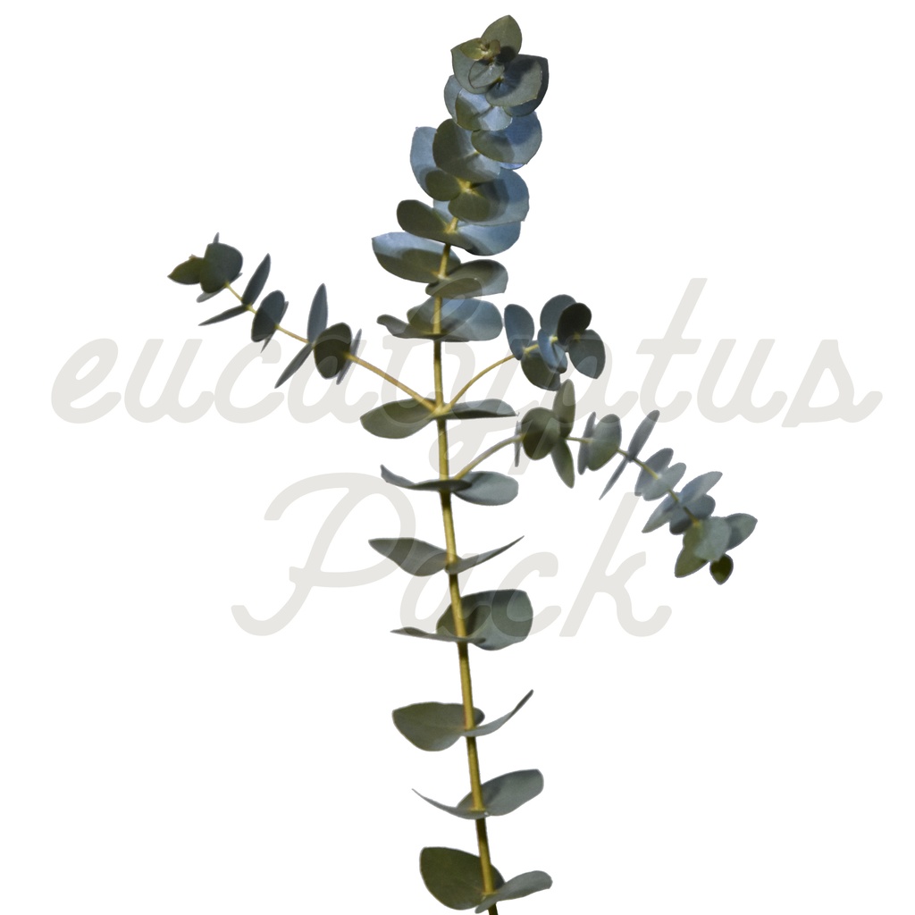【ユーカリ】eucalyptus Pack【切り抜き素材】