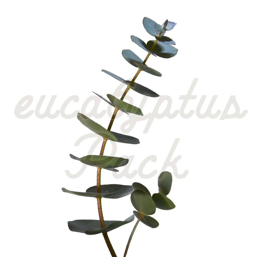 【ユーカリ】eucalyptus Pack【切り抜き素材】