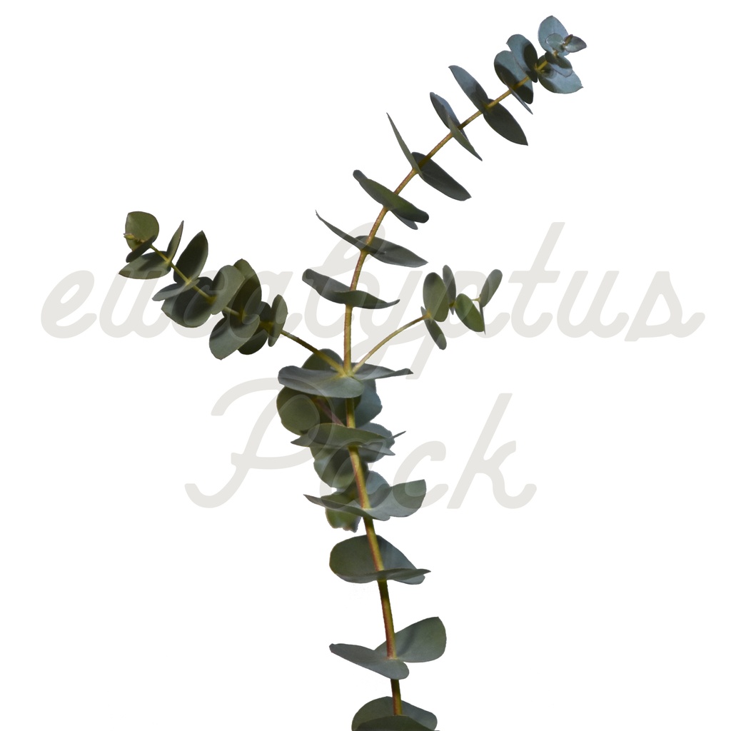 【ユーカリ】eucalyptus Pack【切り抜き素材】