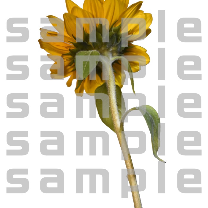 ヒマワリパック