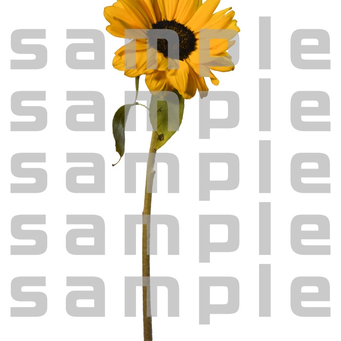 ヒマワリパック