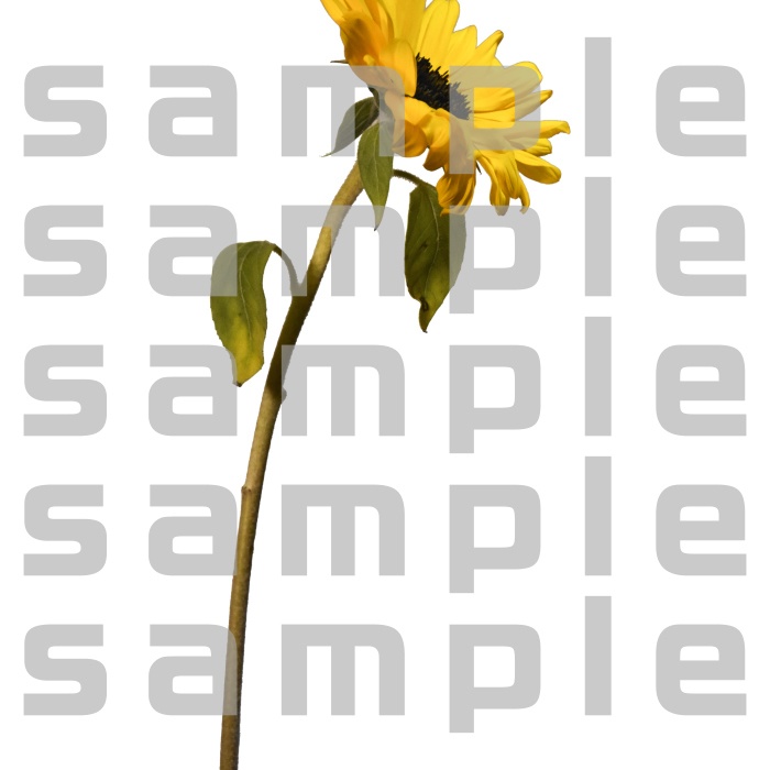 ヒマワリパック