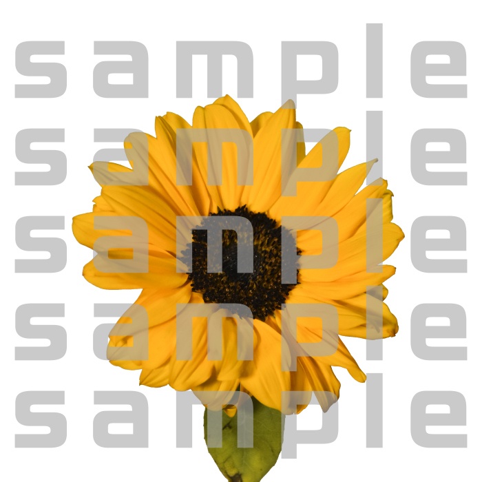 ヒマワリパック