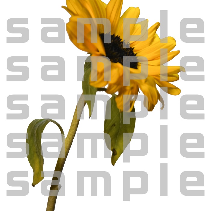 ヒマワリパック