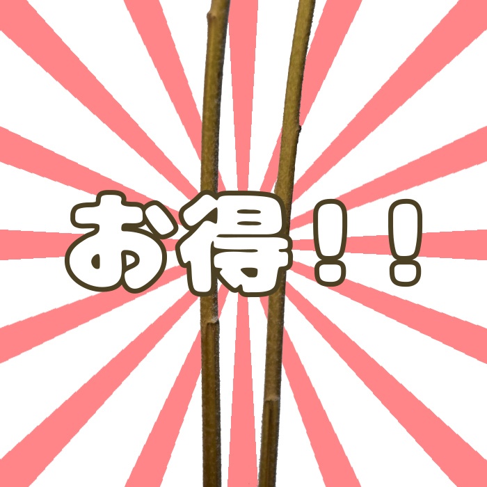 ヒマワリパック