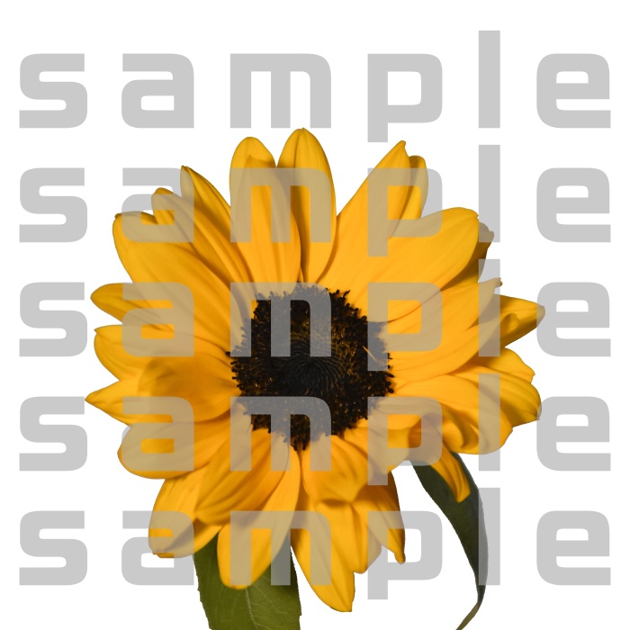 ヒマワリパック