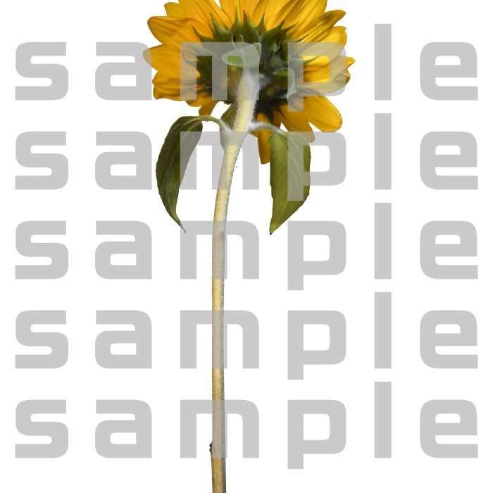 ヒマワリパック