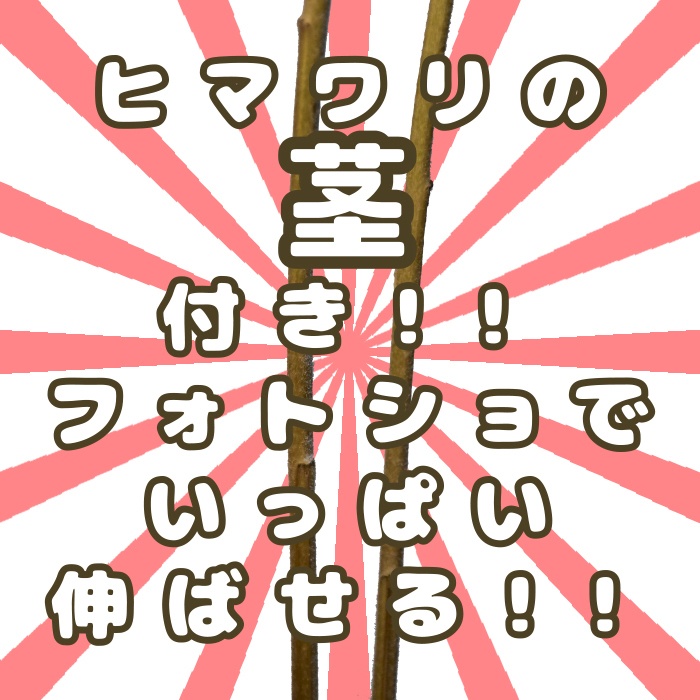 ヒマワリパック