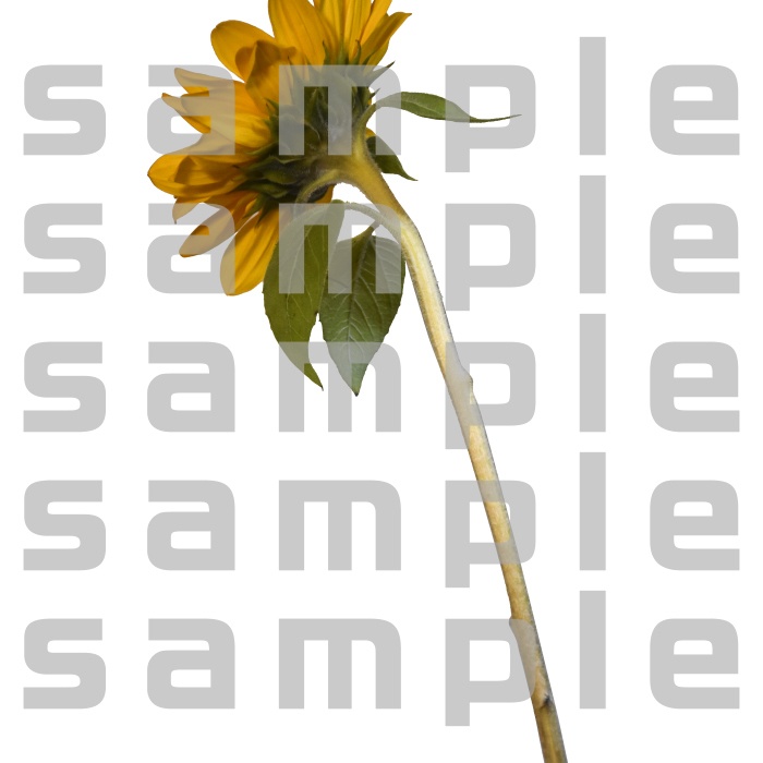 ヒマワリパック