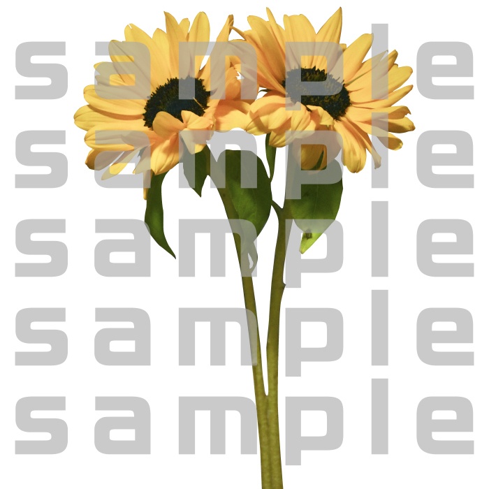 ヒマワリパック