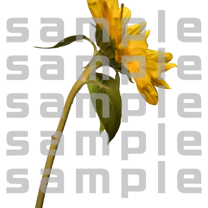 ヒマワリパック