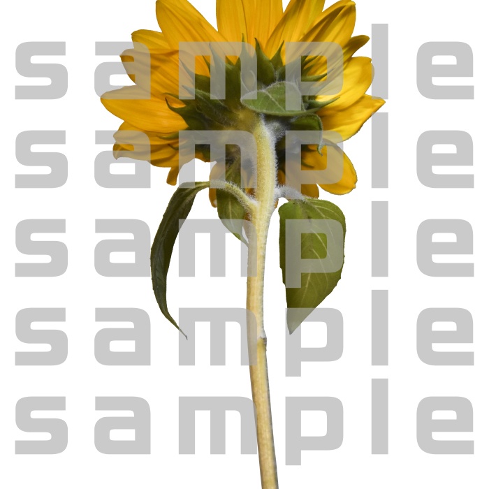 ヒマワリパック