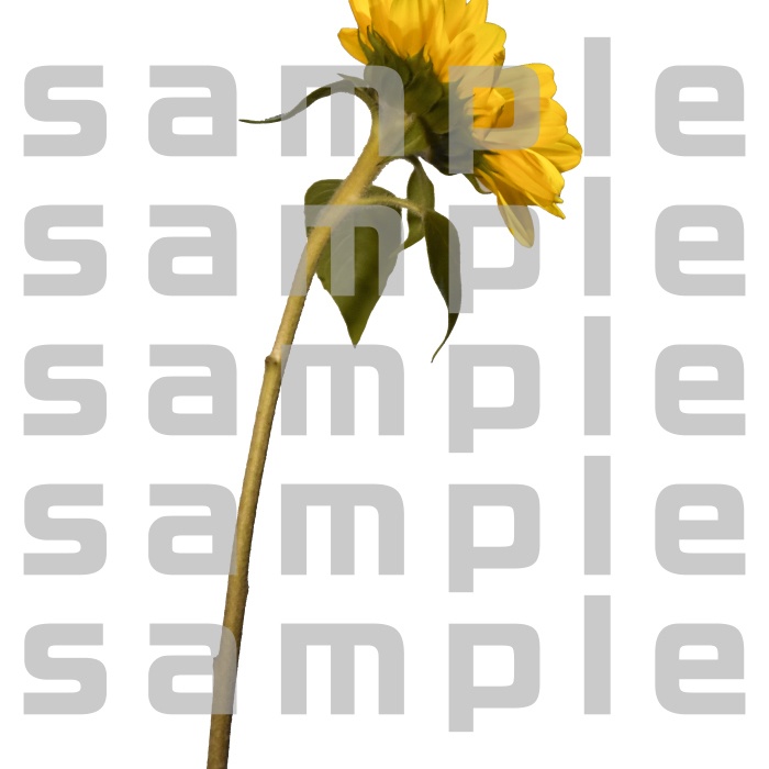 ヒマワリパック