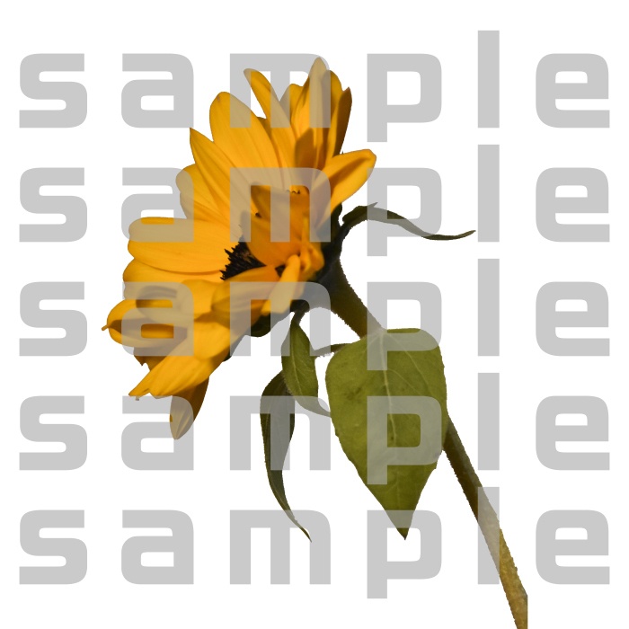 ヒマワリパック