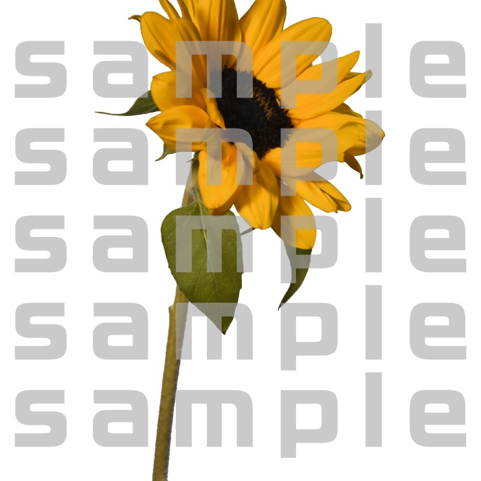 ヒマワリパック