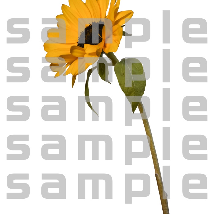 ヒマワリパック