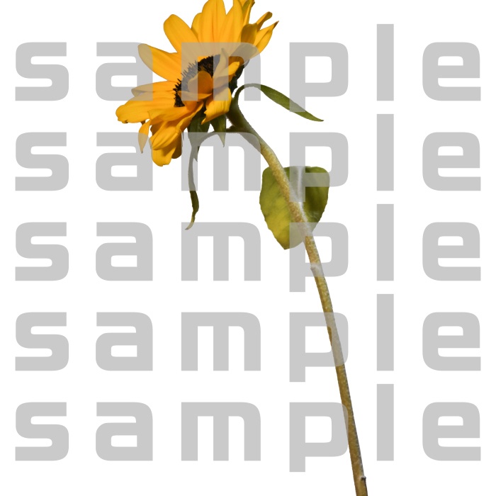 ヒマワリパック