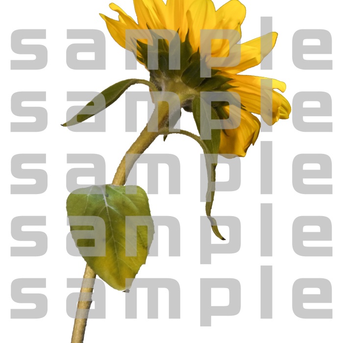 ヒマワリパック