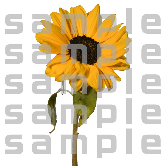 ヒマワリパック