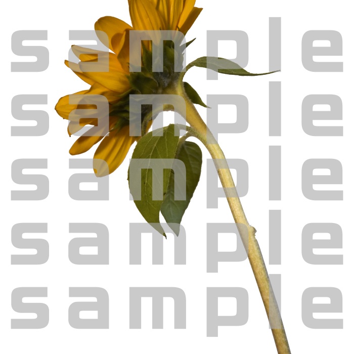 ヒマワリパック