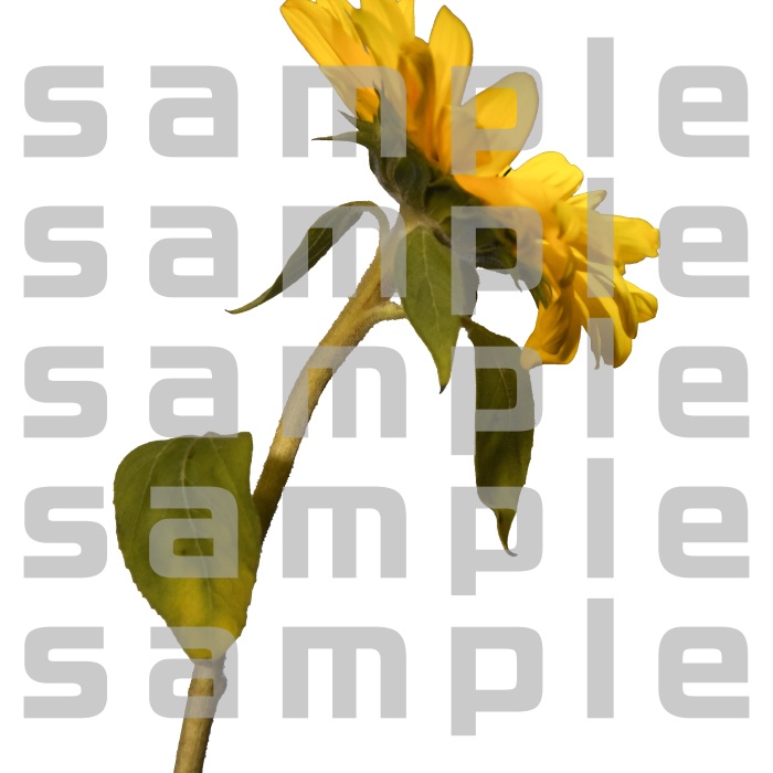 ヒマワリパック