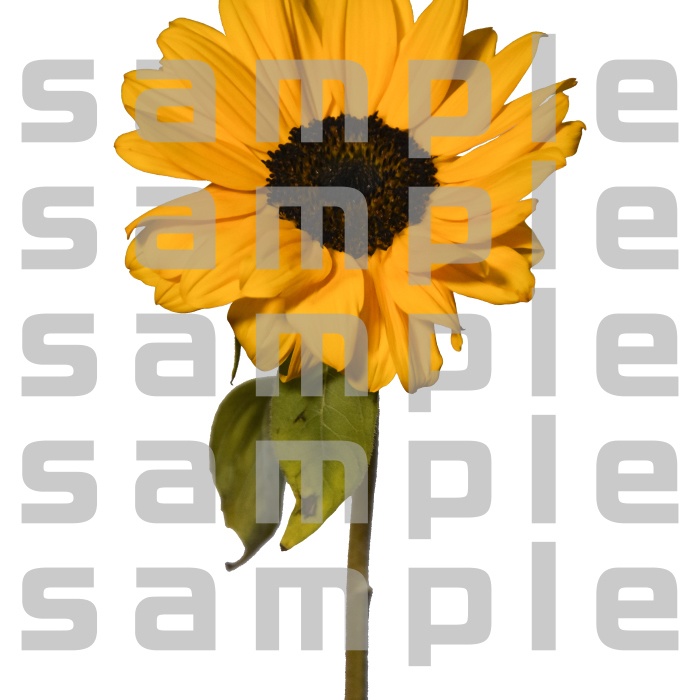 ヒマワリパック