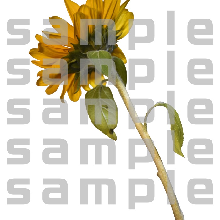 ヒマワリパック