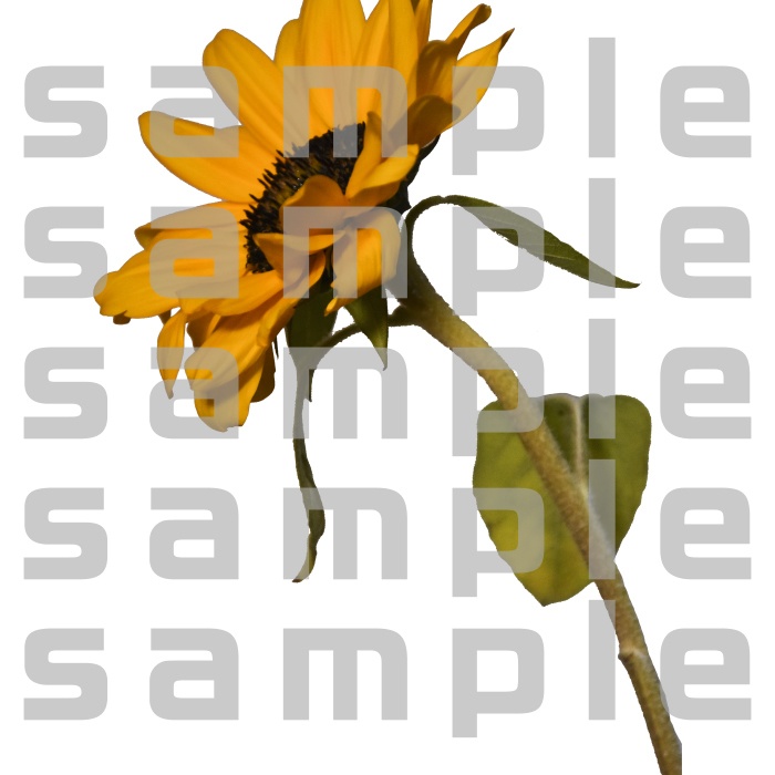 ヒマワリパック