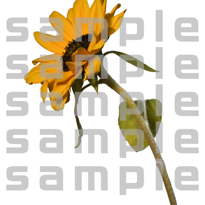 ヒマワリパック