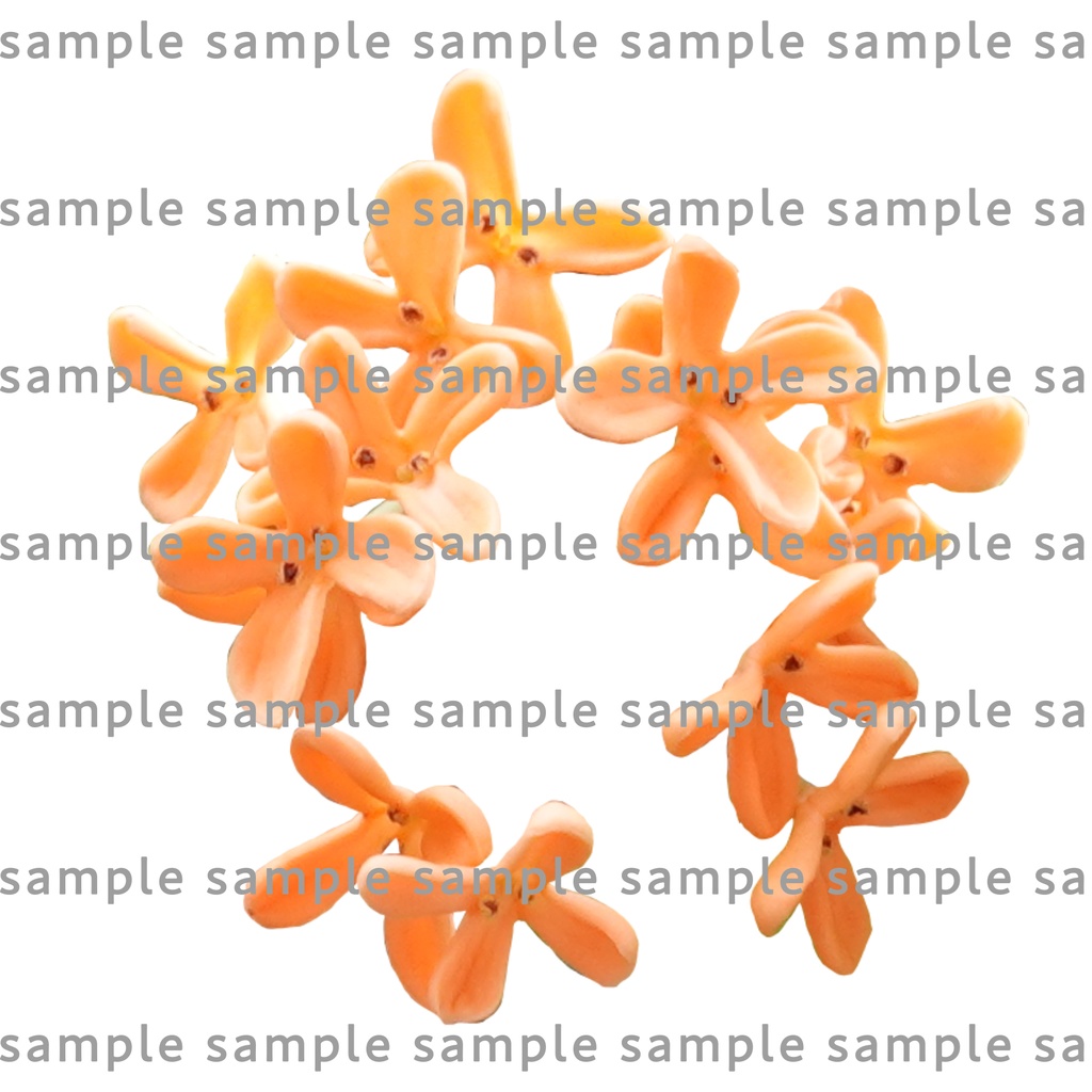 【透過素材集】金木犀パック
