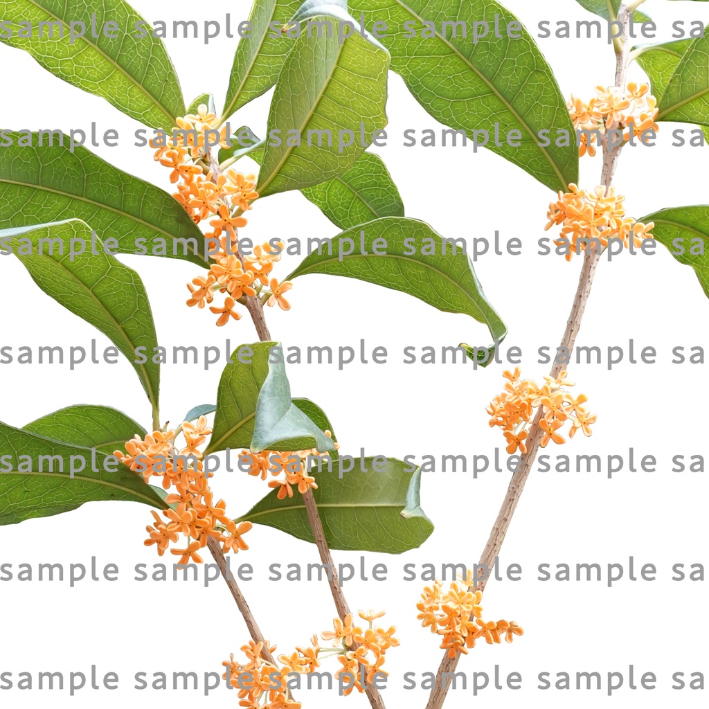 【透過素材集】金木犀パック