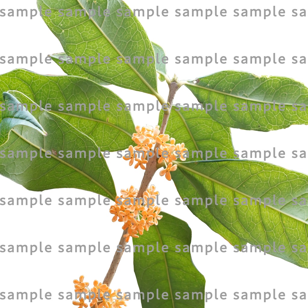 【透過素材集】金木犀パック