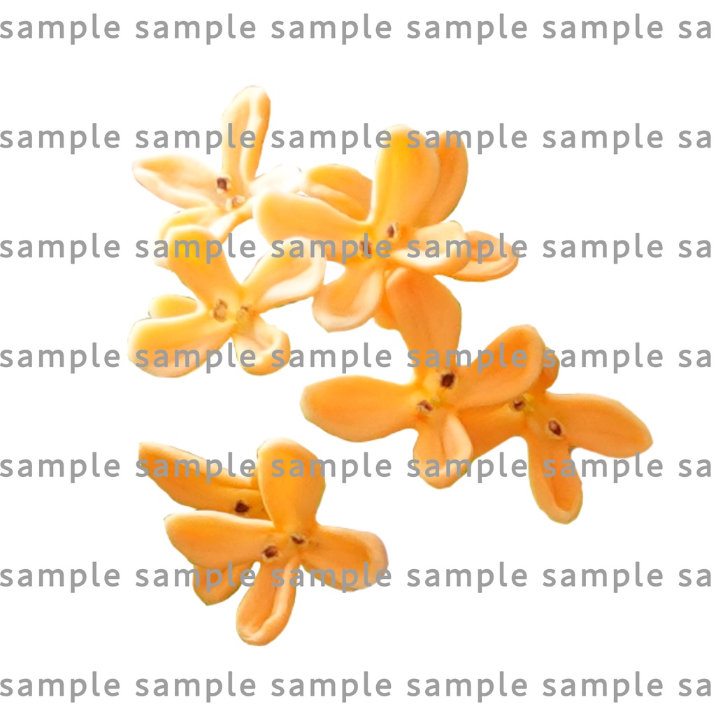 【透過素材集】金木犀パック