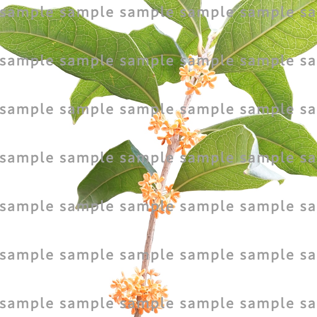 【透過素材集】金木犀パック