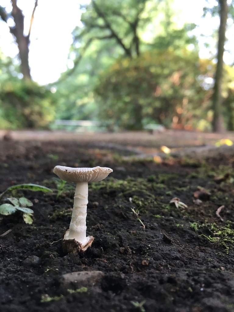 毒キノコ フリー素材