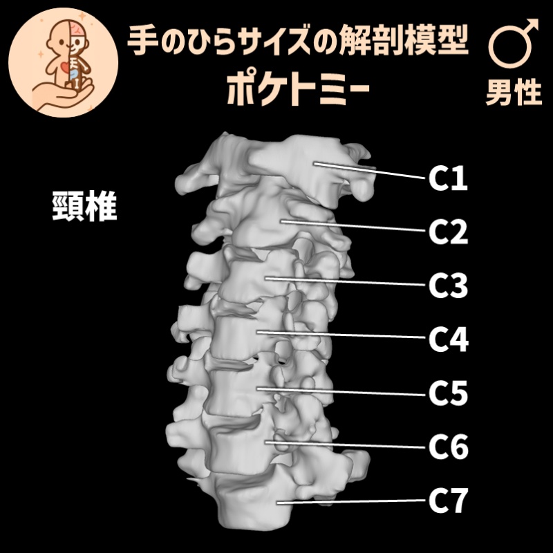 ポケトミー3Dデータ 頸椎7点セット(C1~C7)・男性 解剖模型