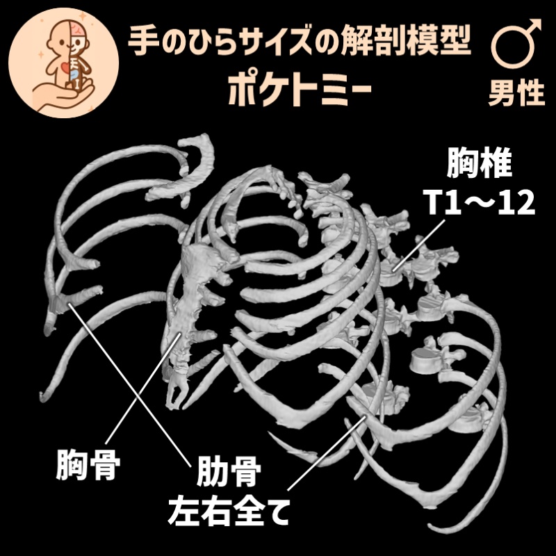 ポケトミー3Dデータ 胸郭コンプリートセット・男性 解剖模型