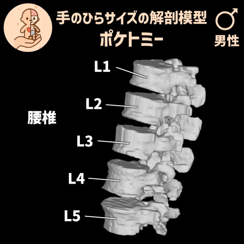 ポケトミー3Dデータ 腰椎5点セット(L1~L5)・男性 解剖模型