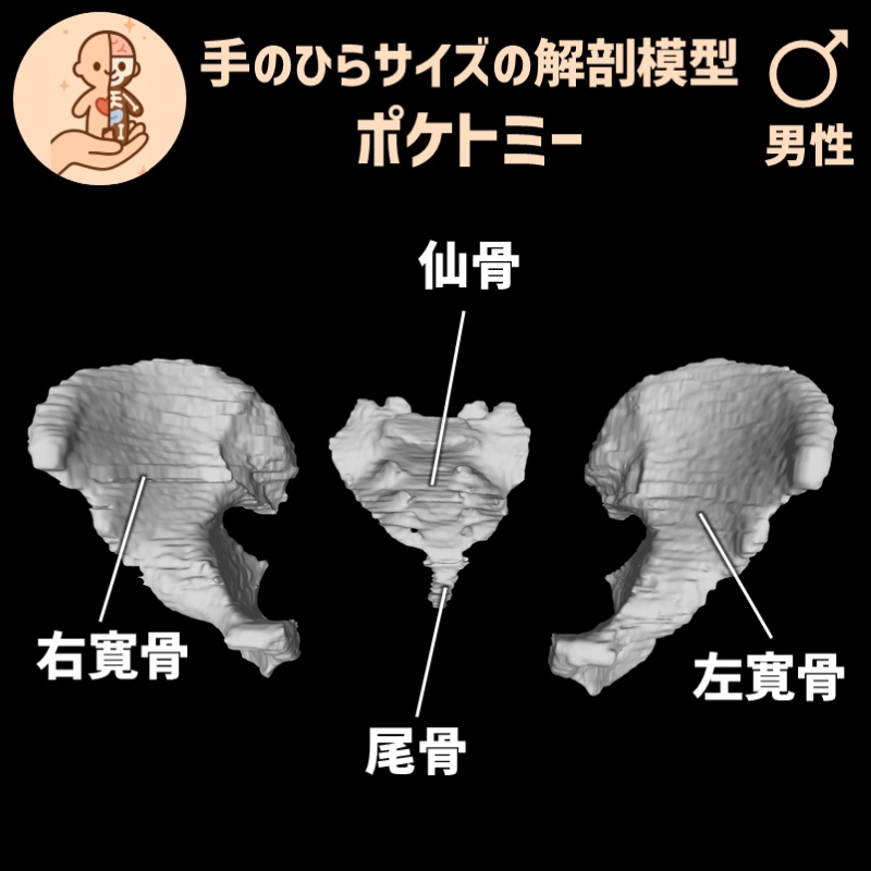 ポケトミー3Dデータ 骨盤骨3点セット・男性 解剖模型