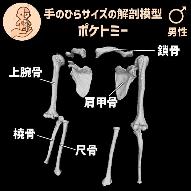 ポケトミー3Dデータ 上腕と前腕の骨セット・男性 解剖模型