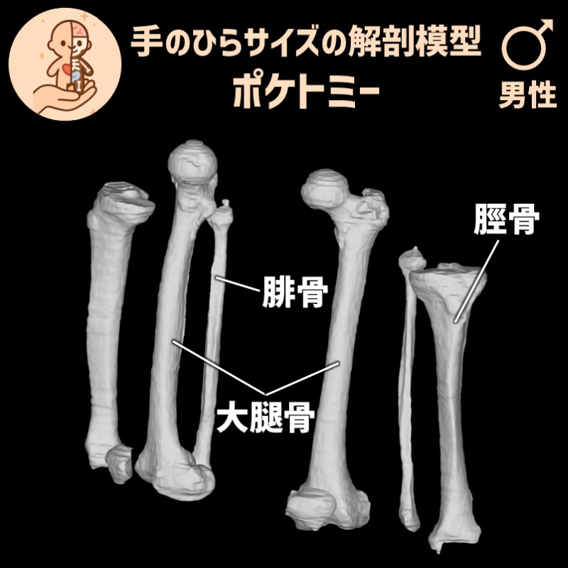 ポケトミー3Dデータ 大腿と下腿の骨セット・男性 解剖模型