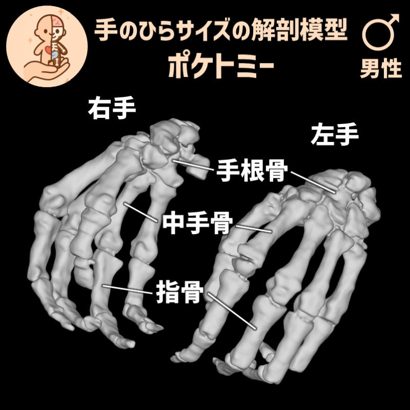 ポケトミー3Dデータ 手の骨両側セット・男性 解剖模型