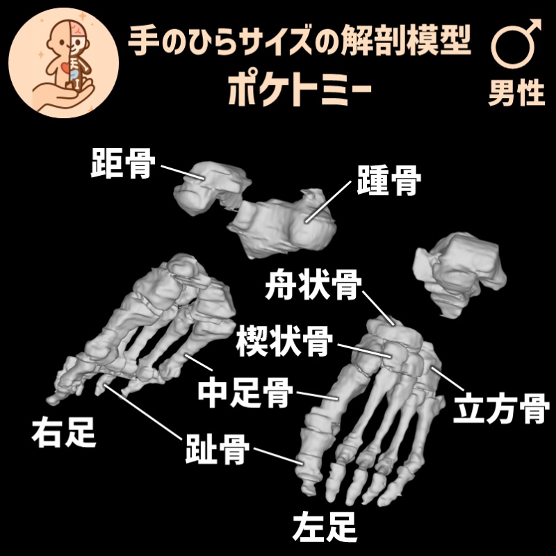 ポケトミー3Dデータ 足の骨セット・男性  解剖模型