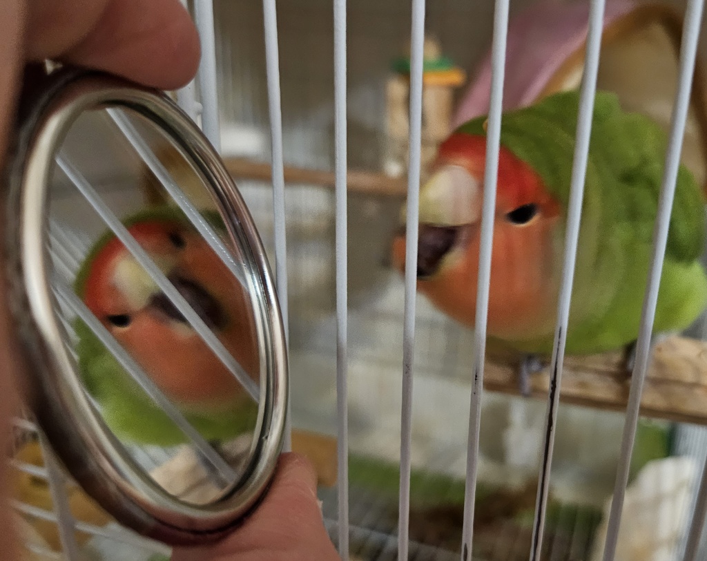 コザクラインコ キコの可愛い缶ミラー