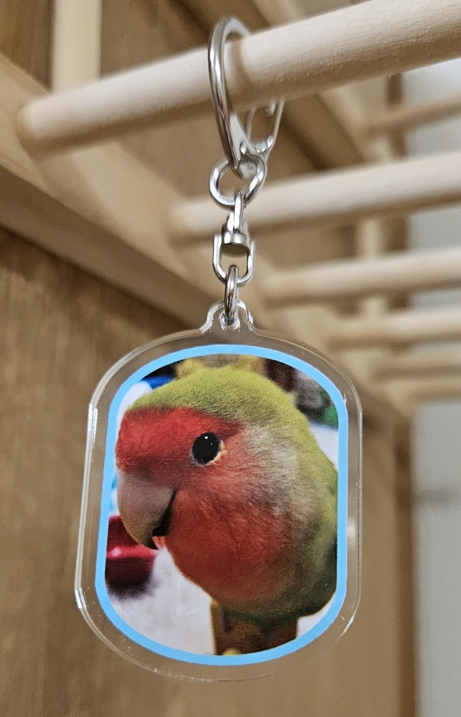 コザクラインコ キコの可愛いアクリルキーホルダー