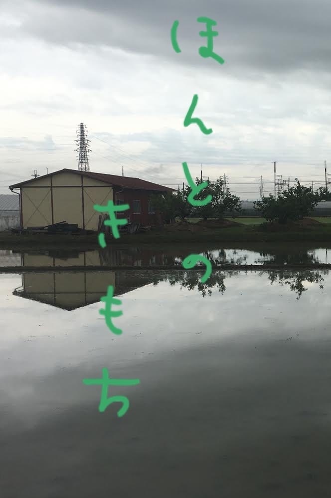 ほんとのきもち