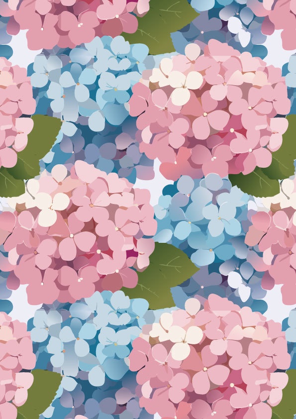 ピンクと水色の紫陽花の花が爽やかに広がる壁紙01