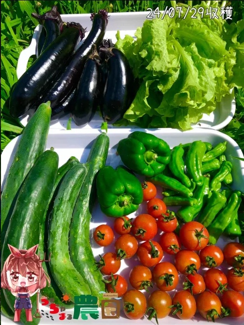 【24.08.21完売】-7,8月-茶々丸農園〈夏野菜セット〉